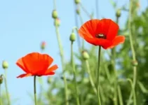 Flor Papoula