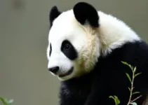 nomes para pandas