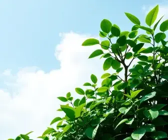 Bolsa Verde
